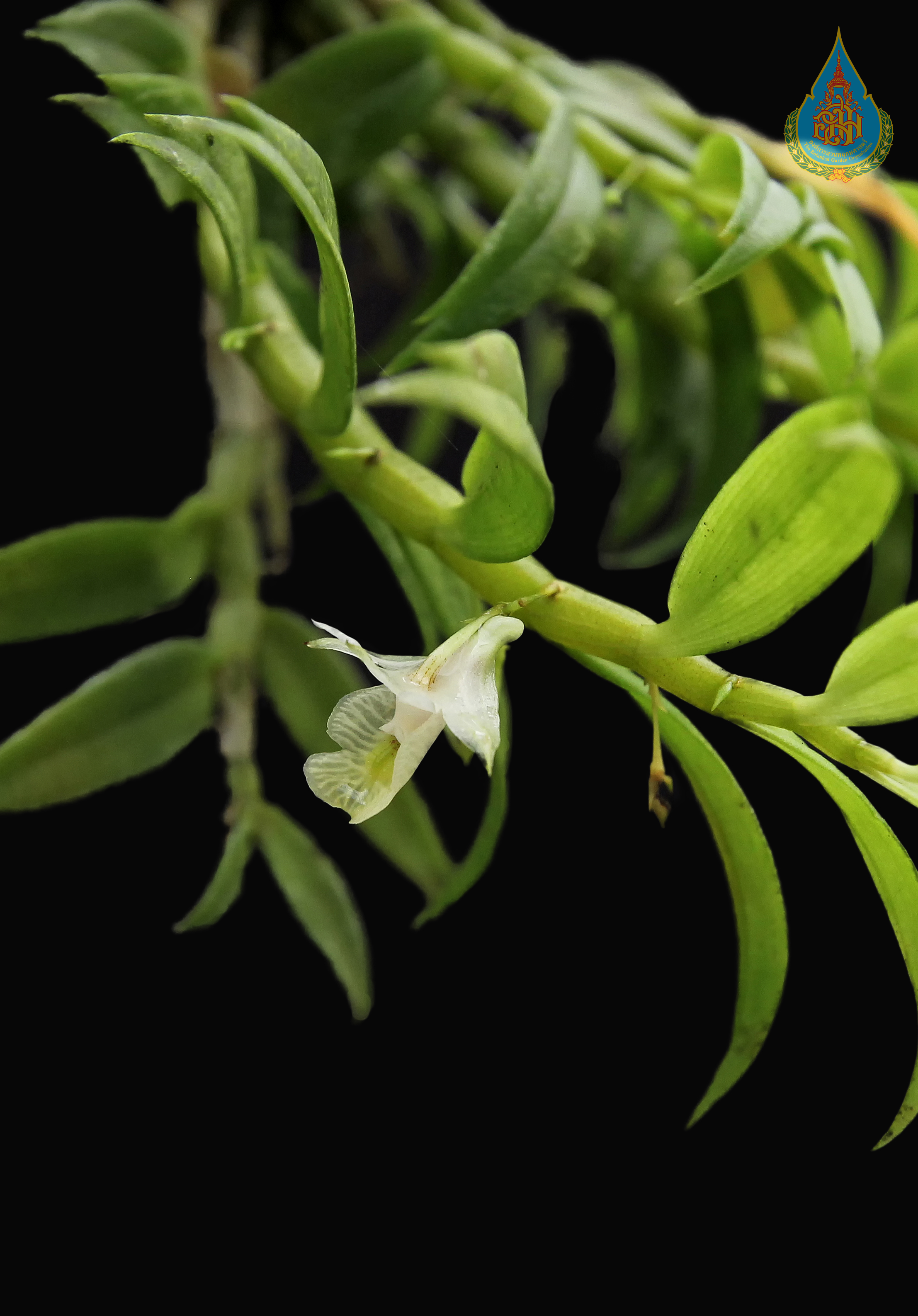 เอื้องเทียนลิง Dendrobium trinervium Ridl.<br/>ORCHIDACEAE